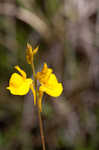 Horned bladderwort